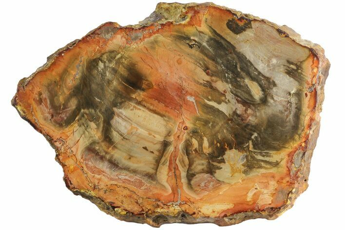 Petrified Wood (Araucaria) Slab - Madagascar #182947